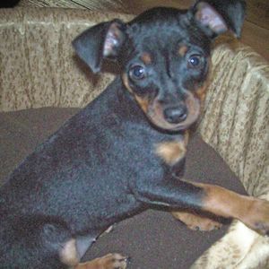 Meet your Posher, Tuffy